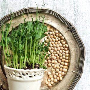 erbsensprossen, erbsen, gelbe erbsen - 