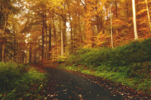 Gründe für den Herbst - 
