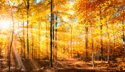 5 Gründe wieso der Herbst eine tolle Jahreszeit ist - 