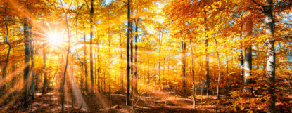 Wald Panorama im goldenen Herbst - 