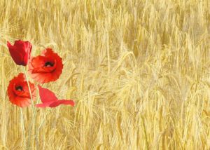 roter mohn, klatschmohn, maisfeld - 