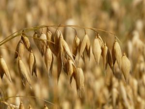 oats-8946_1920 - 